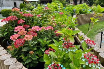 花を愛でる（箱根ガラスの森美術館）